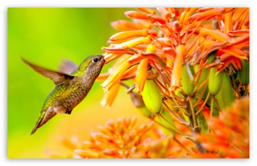 Download Hummingbird Feeding On Flower UltraHD