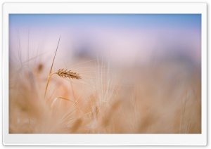 Wheat Spike, Summer