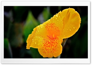 Yellow Flower With Raindrops