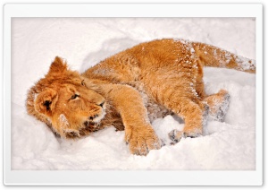 Lion In Snow
