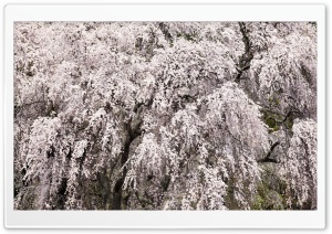 Cherry Blossom Tree Japan
