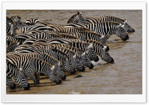 Herd Of Burchell's Zebra...