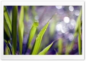 Grass Blades Bokeh