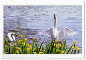 Swan Family, Spring