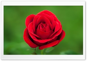 Perfect Red Rose Flower,...