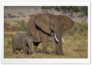 African Elephants Mother and...