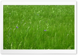 Green Pasture Spring