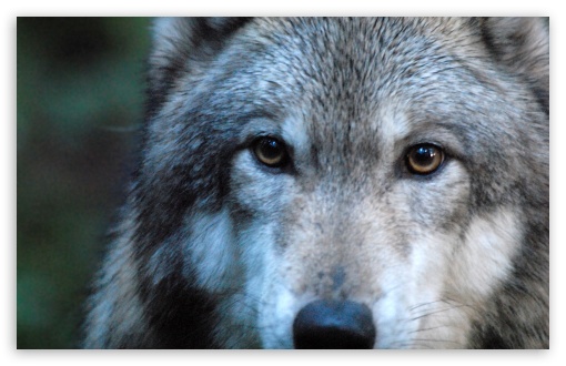 Download Gray Wolf by Dave Johnson UltraHD Wallpaper