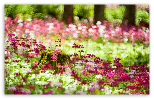 Download Forest Flowers, Summer UltraHD Wallpaper