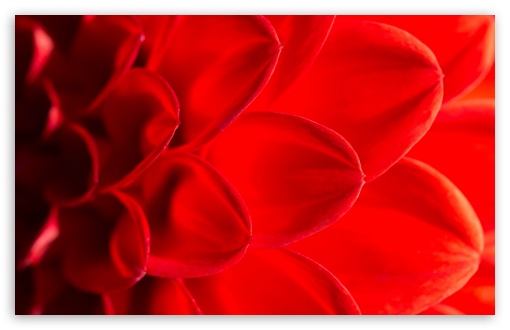 Download Red Dahlia Flower Macro UltraHD