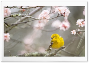Small Yellow Bird, Springtime