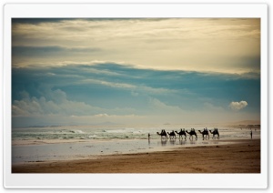 Camels On The Beach