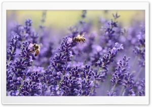 Lavender Bees
