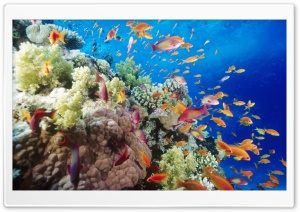 Coral Reef Southern Red Sea...