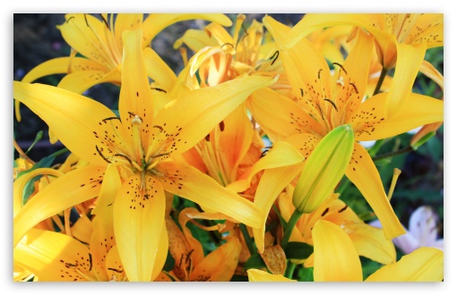 Download Yellow Lilies UltraHD Wallpaper