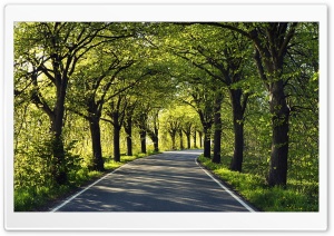Road Among Trees