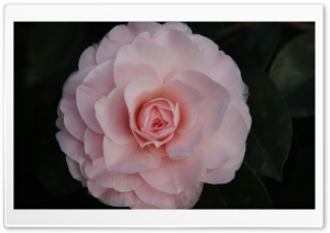 A Pink Camellia