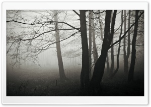 Forest Fog, Winter