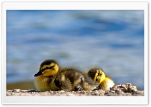 Ducklings Close Up
