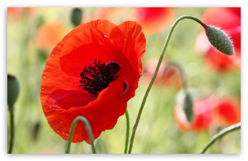 Download One Red Poppy UltraHD Wallpaper