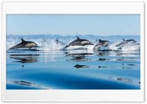 Dolphins In Sea