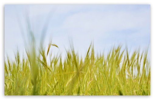 Download Grain Field UltraHD Wallpaper
