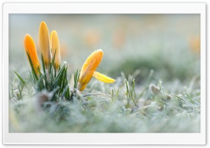 Yellow Crocuses Flowers,...