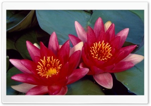 Red Water Lilies
