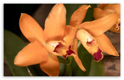 Download Orange Orchids UltraHD Wallpaper