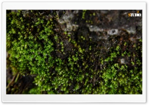 Little Moss