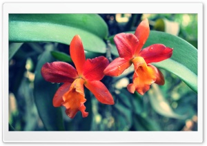 Orange Orchid 2