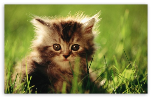 Download Little Kitten UltraHD Wallpaper