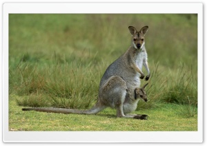 Red Necked Wallaby Macropus...