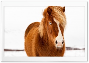 Icelandic Horse, Winter