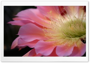 Pink Cactus Flower