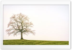Bare Tree, Field