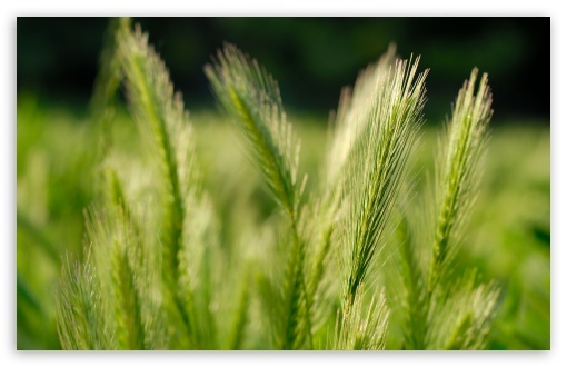 Download Wheat Field UltraHD Wallpaper