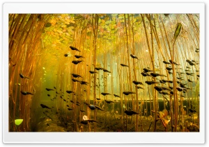 Tadpoles, Canada