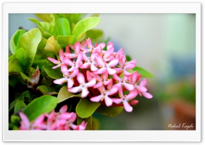 Small Pink Flower