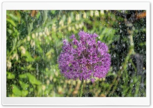 Onion Plant in the Rain