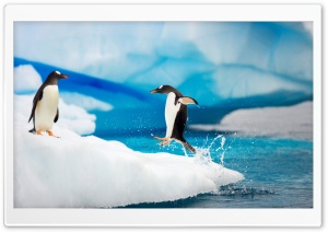 Gentoo Penguins