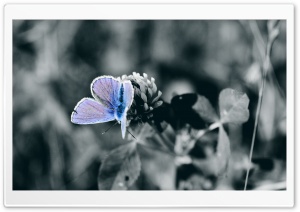 Blue Butterfly Close Up