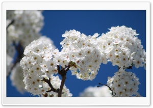 Bundles Of Cherry Flowers