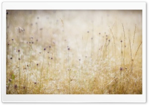 Field Of Wildflowers