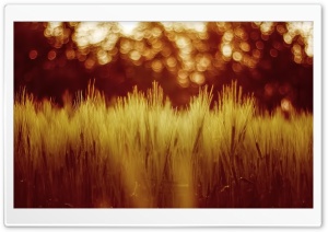 Golden Wheat Field