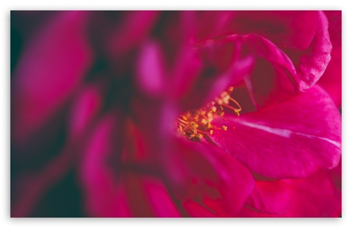 Download Magenta Rose UltraHD Wallpaper