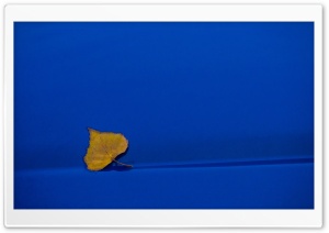 Yellow Leaf On Blue Background