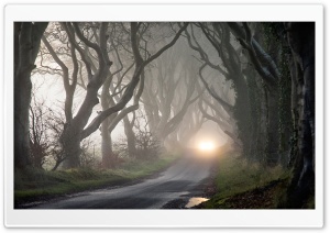 Foggy Road And Tangled Trees