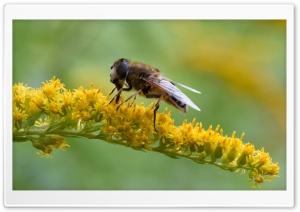 Hoverfly at breakfast -...