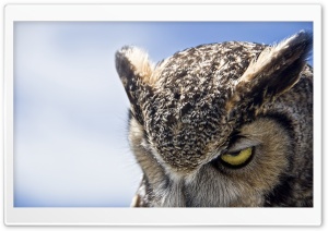 Great Horned Owl Sullen